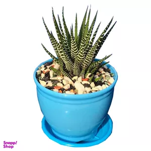 گیاه طبیعی کاکتوس هاورتیا گورخری مدل GKH-22