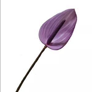 شاخه گل آنتوریوم بنفش مدل 002