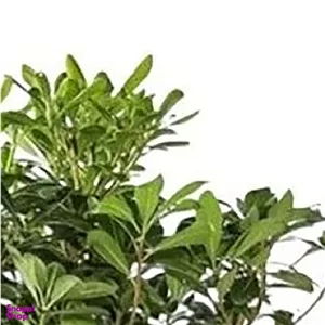 گل طبیعی میخک هندی سایز کوچک