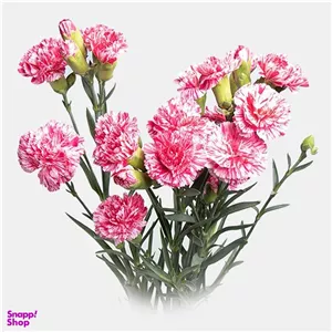 دسته گل طبیعی میخک رنگ صورتی