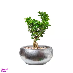گل طبیعی بنسای جی سیک با گلدان کد GP001 سایز متوسط