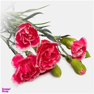 دسته گل طبیعی میخک رنگ سرخابی