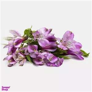 شاخه گل طبیعی آلسترومریا رنگ بنفش