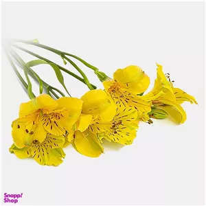 شاخه گل طبیعی آلسترومریا رنگ زرد