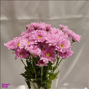 دسته گل طبیعی داوودی مینیاتوری کد G01 رنگ صورتی 5 شاخه با تزیینات کنف