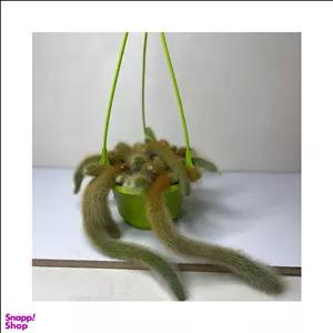 گیاه طبیعی کاکتوس دم روباهی چند شاخه به همراه گلدان