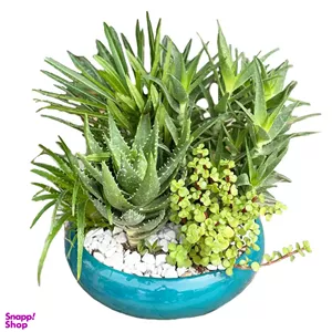 گل طبیعی کاکتوس و ساکولنت گل آنلاین کد 71