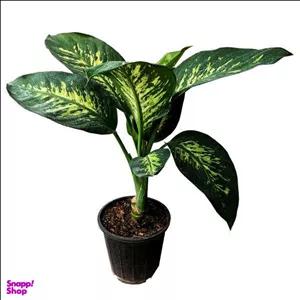 گیاه طبیعی دیفن باخیا کد a3 به همراه گلدان پلاستیکی سایز 80 سانتی متر