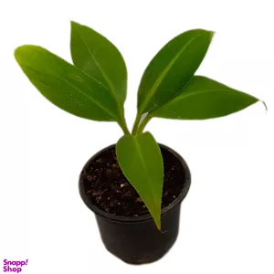 گیاه طبیعی نهال موز کد 02