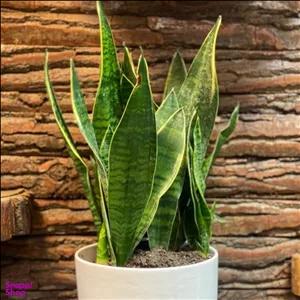 گلدان طبیعی سانسوریا پا کوتاه کوچک