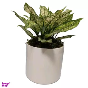 گیاه طبیعی آگلونما برفی کد 301 به همراه گلدان