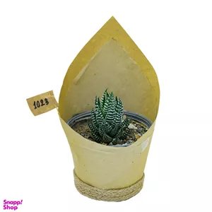 گیاه طبیعی کاکتوس هاورتیا گورخری کد 1023
