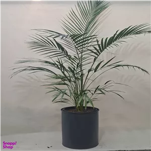 گیاه طبیعی نخل اریکا کد p-0441