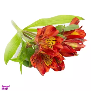 شاخه گل طبیعی آلسترومریا رنگ نارنجی