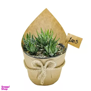 گیاه طبیعی کاکتوس هاورتیا گورخری کد 1005