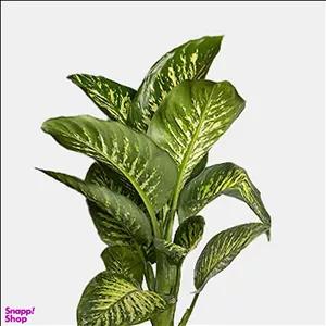 گیاه طبیعی دیفن باخیا به همراه گلدان