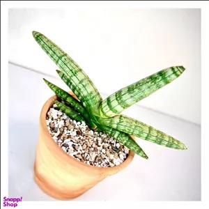 گیاه طبیعی سانسوریا بُنسِل به همراه گلدان