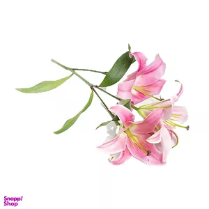 شاخه گل طبیعی لیلیوم رنگ صورتی