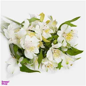 شاخه گل طبیعی آلسترومریا رنگ سفید