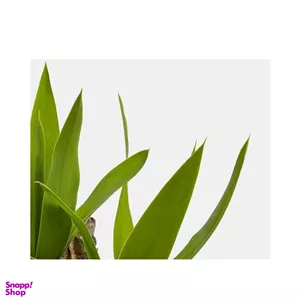 گلدان طبیعی یوکا بونسای
