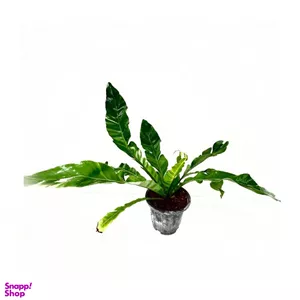 گیاه طبیعی سرخس لانه کبوتری به همراه گلدان