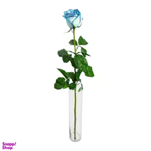 رز هلندی آبی