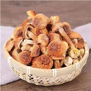 قارچ آگاریکوس بلازی قارچ خورشید خشک شده