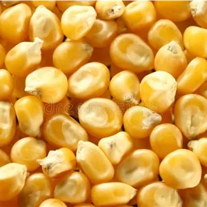 خوراک ذرت اسب ابروی / 1000 گرم / خوراک حیوانات زنده / ذرت / ذرت زرد گاوی / گاومیش / خوراک اسب