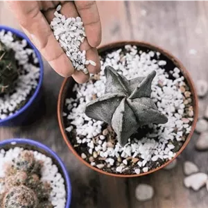 پرلیت بستر کشت برای گیاهان داخلی و خارجی (20 لیتر)