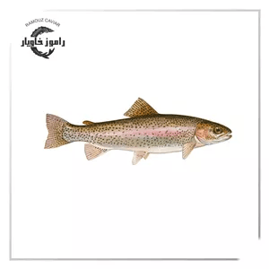 تخم ماهی قزل آلا