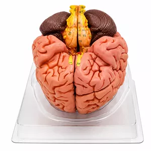 مولاژ مغز انسان سه‌بعدی