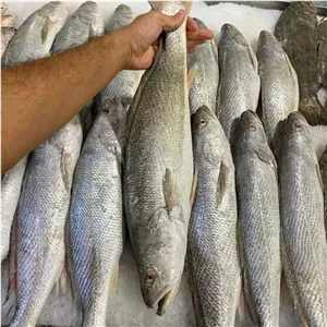 ماهی شوریده (سرخ و قلیه) شوریده ماهی شوریده (سرخ و قلیه) فیله 3200 تا 3500 گرم