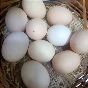 تخم مرغ محلی 2 زرده
