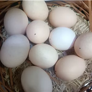 تخم مرغ محلی 2 زرده
