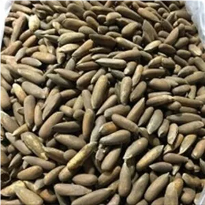 دانه درشت چلغوز (بدون نمک) 300گرم