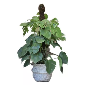 گیاه برگ انجیری