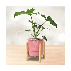 برگ انجیری کوچک با گلدان فلزی پایه چوبی