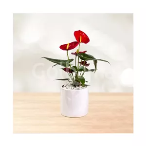 آنتوریوم گلدان سرامیکی