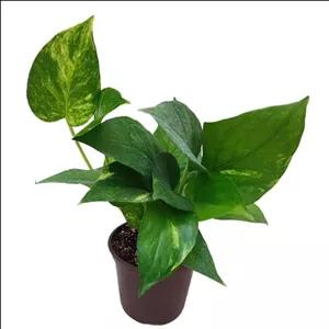 گیاه طبیعی پتوس سبز مدل 012