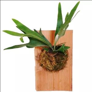 سرخس شاخ گوزنی