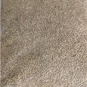 تخم کتان اردبیل