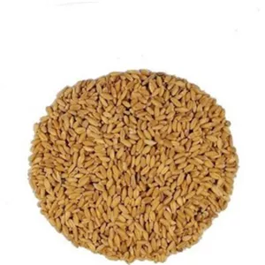 گندم مرغی