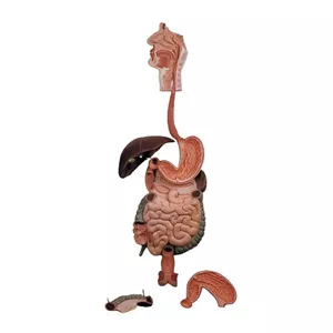 کیت آموزشی مولاژ دستگاه گوارش کد 01 چند رنگ گارانتی اصالت و سلامت فیزیکی کالا