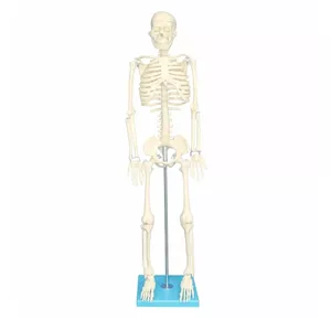 بازی آموزشی مولاژ اسکلت بدن انسان مدل Skeleton85 چند رنگ گارانتی اصالت و سلامت فیزیکی کالا