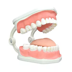 بازی آموزشی مولاژ دندان انسان مدل Dentalcare2 چند رنگ گارانتی اصالت و سلامت فیزیکی کالا