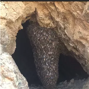 عسل وحشی کوهی صخره ویرانگر قدرتمند تاثیر برق آسا تقویت خارق العاده سلولها..ضمانت مرجوعی..۱۰۰ گرم