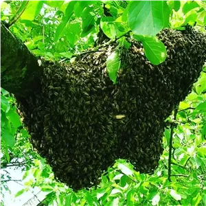 عسل کوهی سیاه اقتصادی وحشی زنبور ریز ۱۰۰ گرم