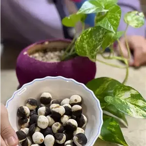 کشک قرقروتی