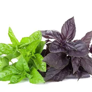 سبزی ریحان ارگانیک