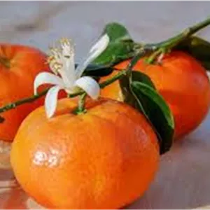 نارنگی ارگانیک